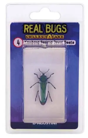01023 Indonesian Jewel Beetle – Metallic Preserved Specimen 1