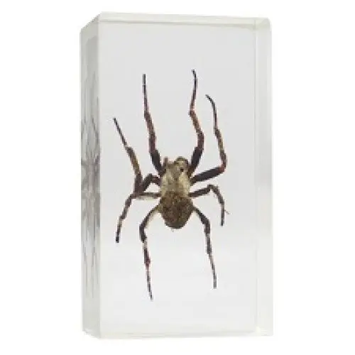 01025 Preserved Japanese Garden Spider – Real Insect Specimen 1