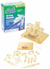 3D Frog Skeleton Anatomy Model – Educational Biology Tool, Model 86020 1
