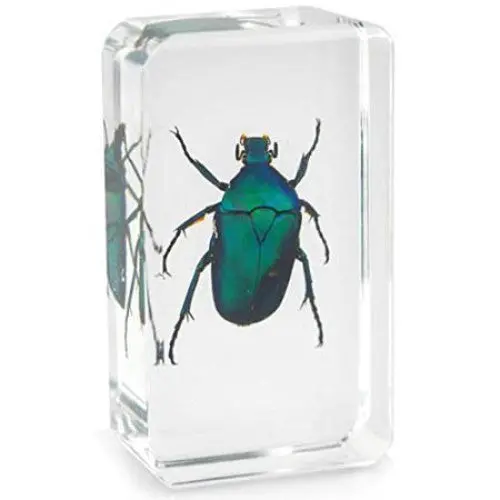 Authentic Japanese Emerald Beetle Specimen – Real Insect Display 1