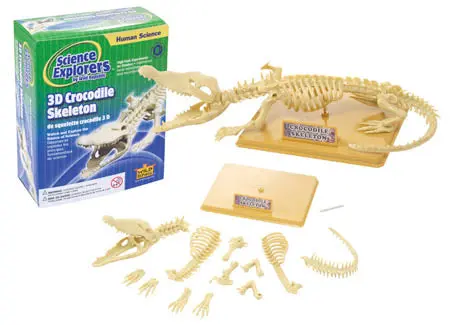 Crocodile Skeleton Assembly Kit – Comparative Anatomy Learning Tool, Model 86021 1