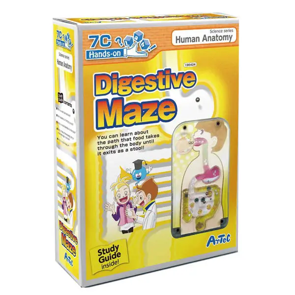 Digestive Maze Activity Kit With Educational Guide – Model 196424 1