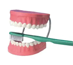 Giant Dental Care Training Model With Oversized Toothbrush – Educational Display Tool (Th001) 1