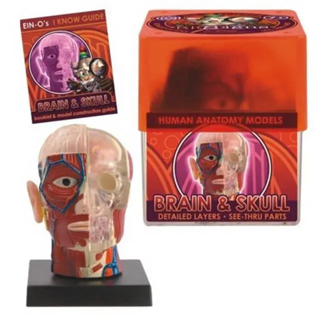 Human Anatomy Model: Detailed Brain And Skull Replica For Education 1