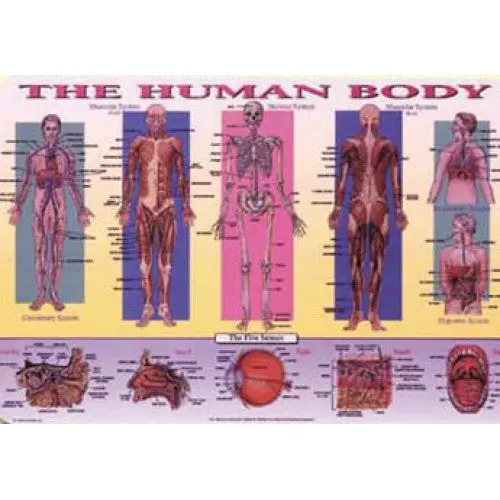 R21800 Educational Placemat – Illustrated Human Anatomy Reference 1