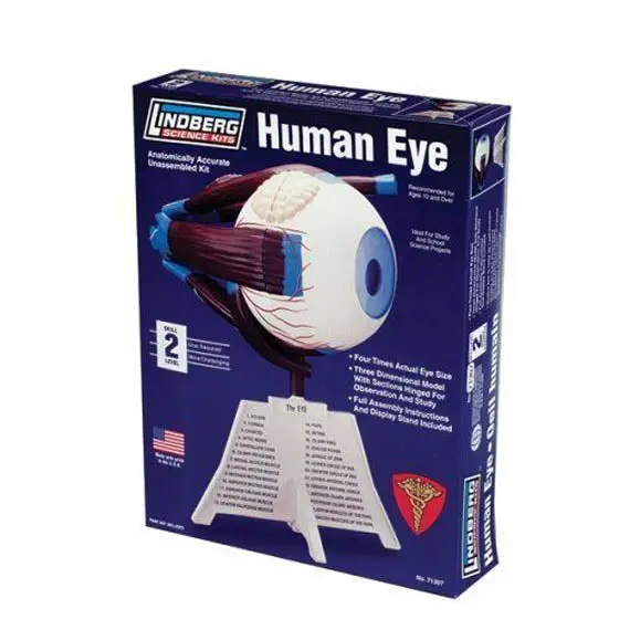 Zm71307 4:1 Scale Unassembled Human Eye Anatomy Model – Lindberg Educational Kit 1
