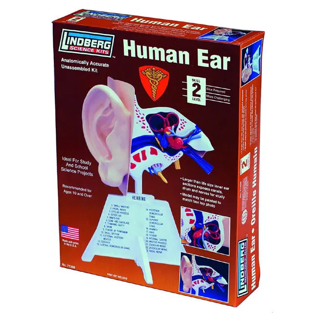 Zm71308 Unassembled Human Ear Anatomy Model – Lindberg Teaching Kit 1