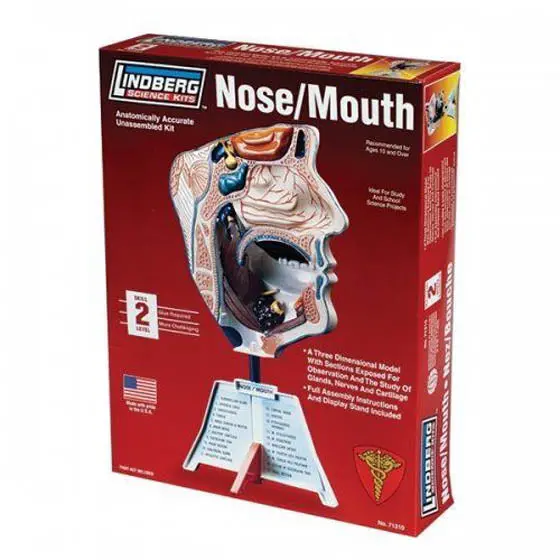 Zm71310 Unassembled Human Nose And Mouth Anatomy Model – Lindberg Teaching Kit 1
