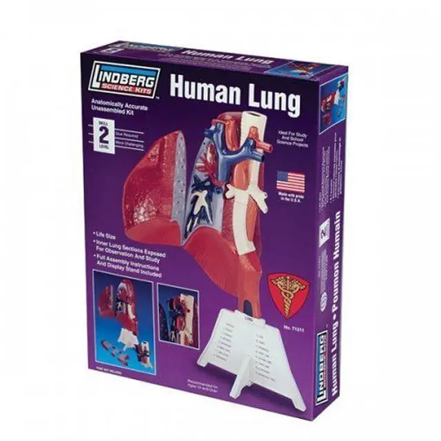 Zm71311 — Life-Size Unassembled Human Lung Anatomy Model Kit By Lindberg 1