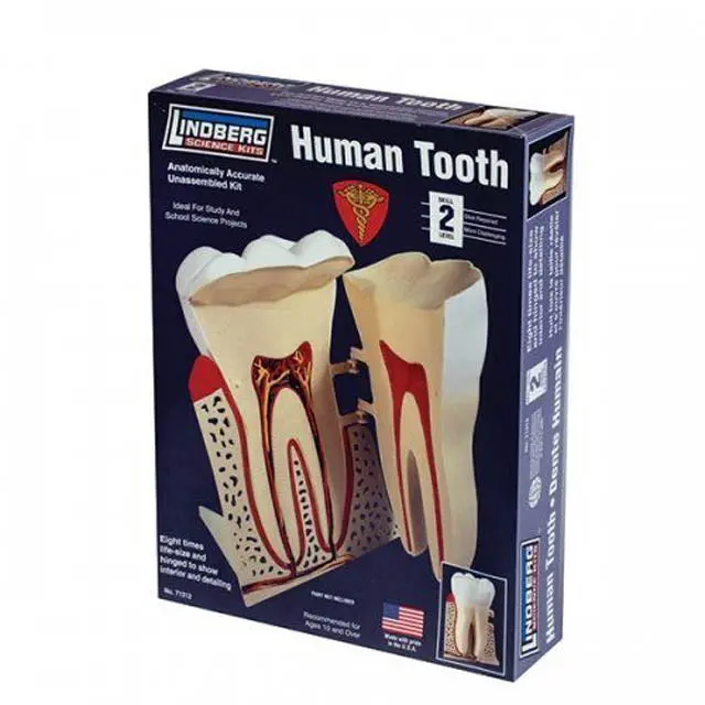 Zm71312 8:1 Scale Unassembled Human Tooth Anatomy Model – Lindberg Teaching Kit 1